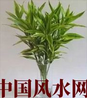 磐石十二生肖养什么植物最旺财运？你知道吗！